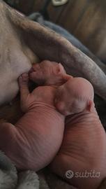 Cuccioli Sphynx