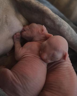 Cuccioli Sphynx