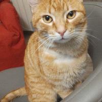 Il gatto più buono del mondo