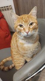 Il gatto più buono del mondo