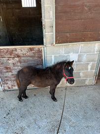 Mini Pony Falabella maschietto