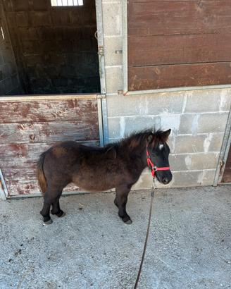 Mini Pony Falabella maschietto