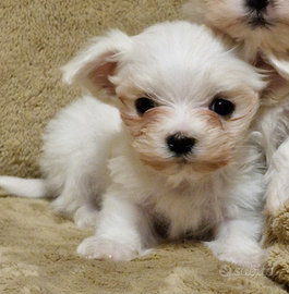 Cuccioli Maltese