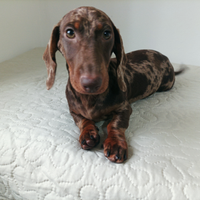 Bassotto Tedesco Arlecchino Choco Nano con Pedigre