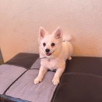 Cucciolo di 5 mesi spriz tedesco bianco