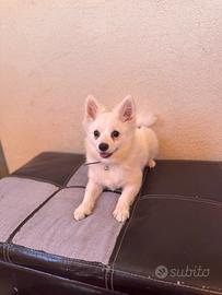 Cucciolo di 5 mesi spriz tedesco bianco