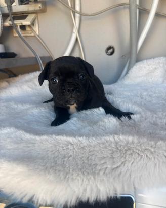 Cuccioli bulldog francese