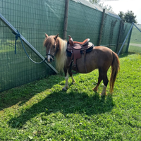 Pony femmina