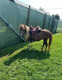 Pony femmina