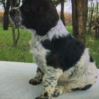 Breton cuccioli