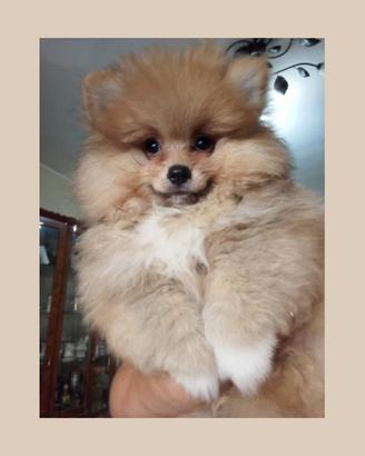 Cuccioli spitz pomerania