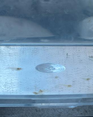 Gamberetti gialli per acquario di acqua dolce