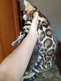 Cuccioli gatto bengala