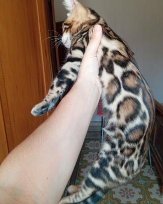 Cuccioli gatto bengala