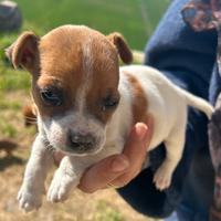 Cuccioli meticci