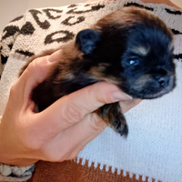 Spitz tedesco nano / Volpino di Pomerania