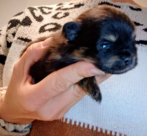 Spitz tedesco nano / Volpino di Pomerania