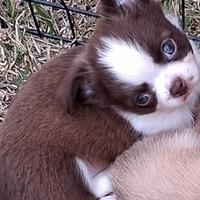 Cuccioli piccola taglia p.l
