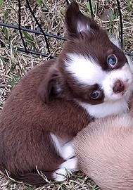 Cuccioli piccola taglia p.l