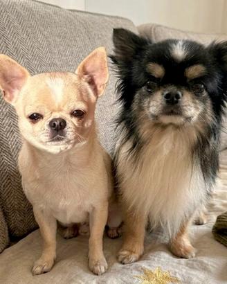 Chihuahua maschi adulti