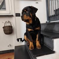 Cucciola rottweiler