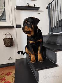 Cucciola rottweiler