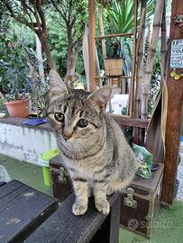 Codino gattino 5 mesi