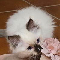 Cuccioli di Ragdoll