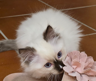 Cuccioli di Ragdoll