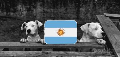 Cuccioli Dogo Argentino