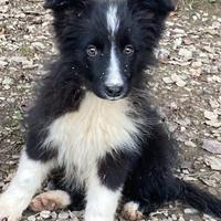 Cucciolo border collie femmina con pedigree