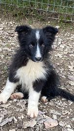 Cucciolo border collie femmina con pedigree