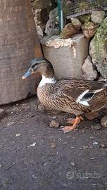 Anatra germanata femmina