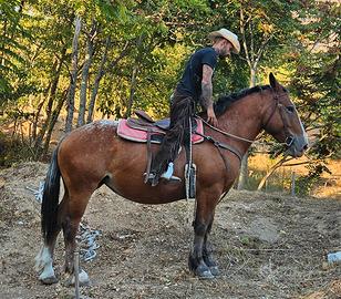 Tpr per appaloosa 