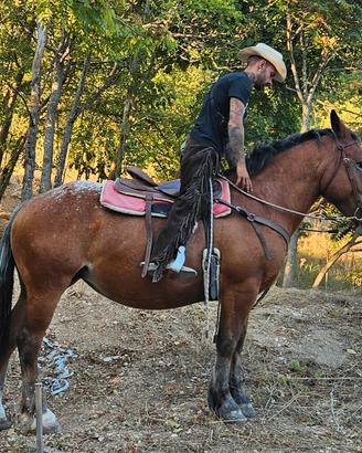 Tpr per appaloosa 