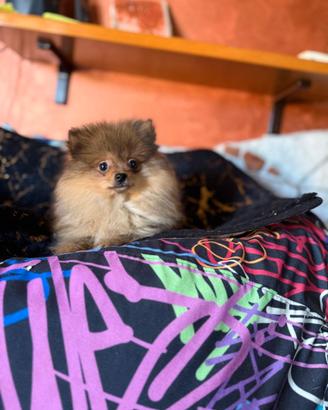 Cucciolo femmina volpino Pomerania