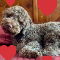 Cuccioli Lagotto romagnolo pedigreefest. Natalizie