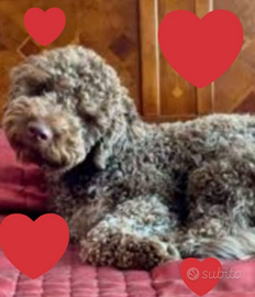 Cuccioli Lagotto romagnolo pedigreefest. Natalizie