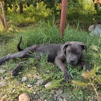 Cane corso