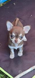 Cuccioli Chihuahua