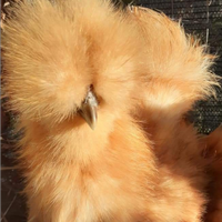 Galline Moroseta nana