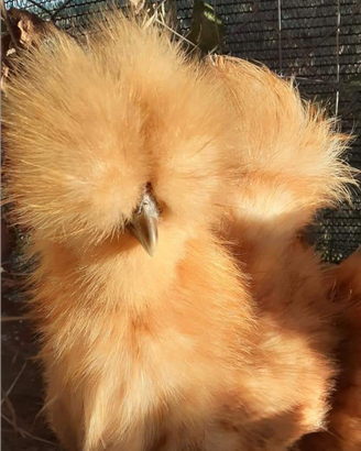 Galline Moroseta nana