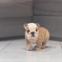 Bulldog inglese cucciole pedigree
