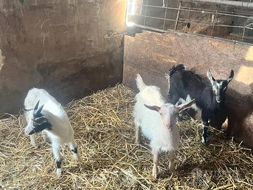 Disponibili capretti maschi