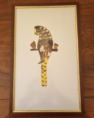 Quadro pappagallo con ali di farfalla