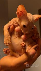 Cuccioli di Sphynx