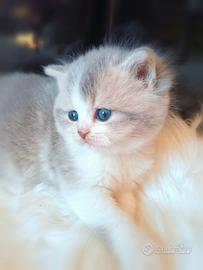 British shorthair