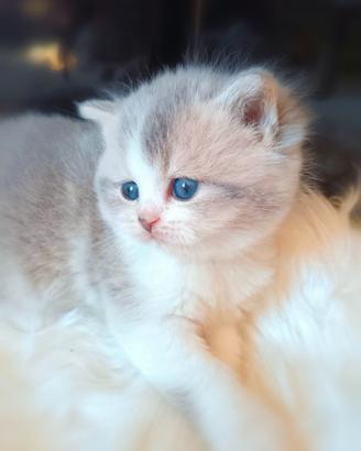 British shorthair