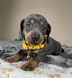 CUCCIOLI di BASSOTTO NANO TEDESCO BLU - BASSOTTI