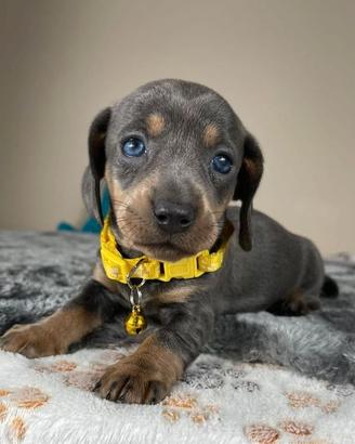 CUCCIOLI di BASSOTTO NANO TEDESCO BLU - BASSOTTI